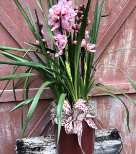 cymbidium-tresure cymbidium-tresure