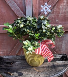gift-warpped-azalea gift-warpped-azalea