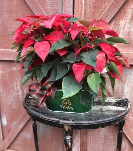 lush-poinsettia lush-poinsettia