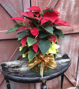 poinsettia-cheer poinsettia-cheer
