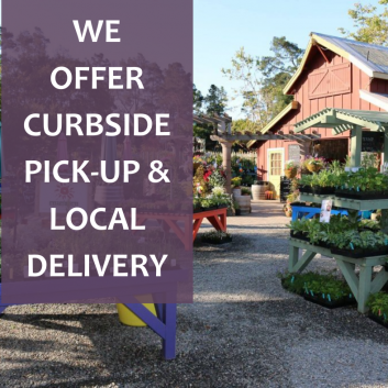 cambria nursery and florist curbside pick up delivery