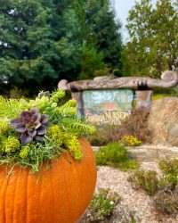 Succulent Pumpkin workshop
