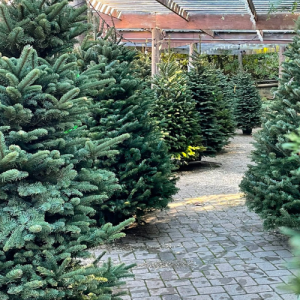 cnf-web-graphics-1 Fresh-cut Christmas tree display