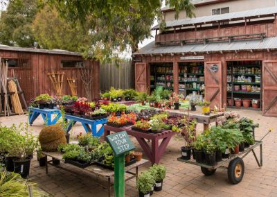 display of flowers and plants at cambria nursery