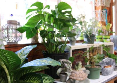 indoor house plants on display with garden accents