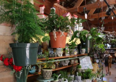 potted indoor houseplants and ceramic pots on display