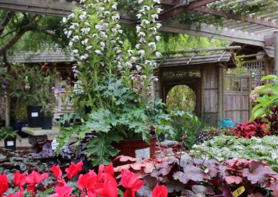 garden display of nursery plants