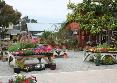 plant displays of annuals and perennials at cambria nursery