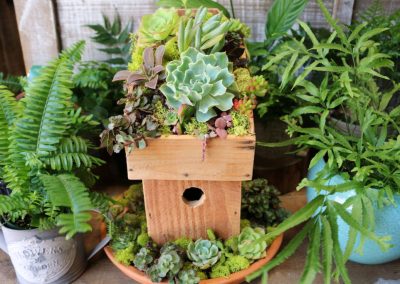 succulent arrangement in a birdhouse and indoor plants
