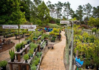 plant nursery with signs for herbs