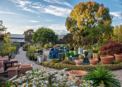 plant nursery with daisies and large garden pots