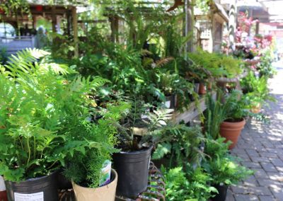 shade plants on display including ferns