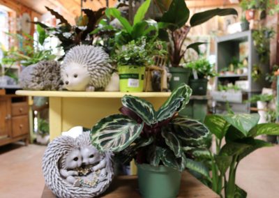 hedgehog garden statue and house plants