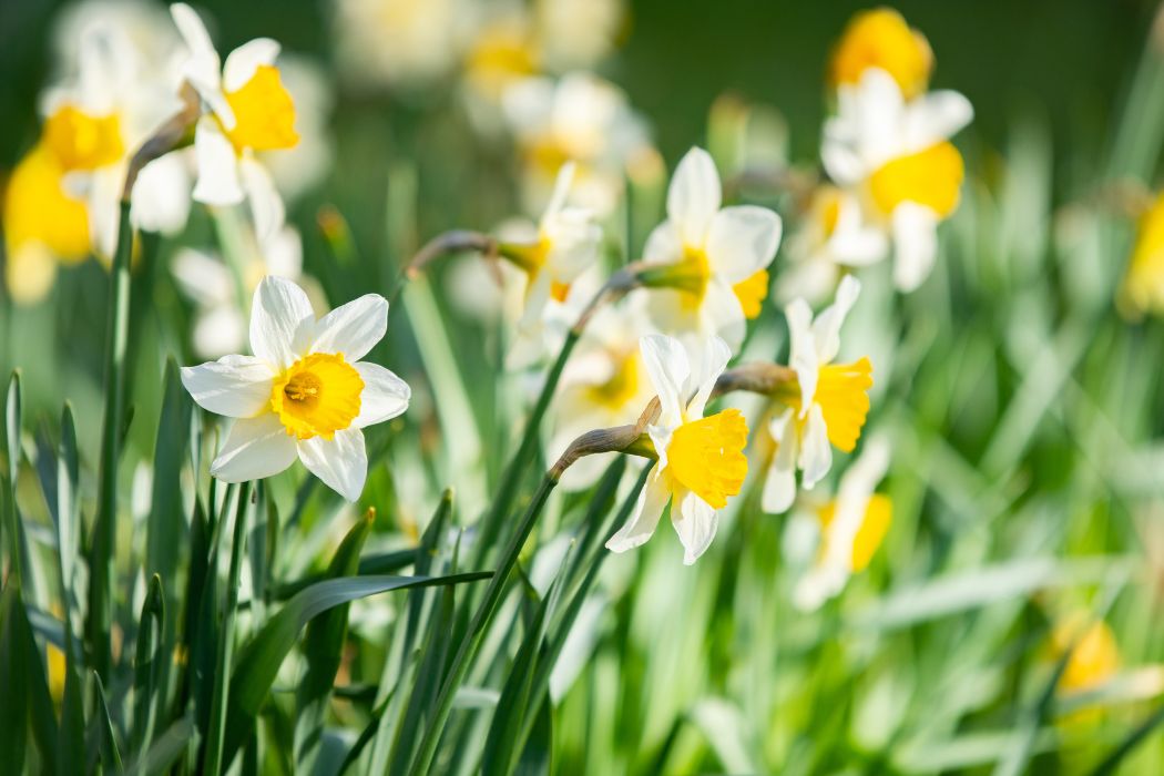 a field of yellow and white daffodils