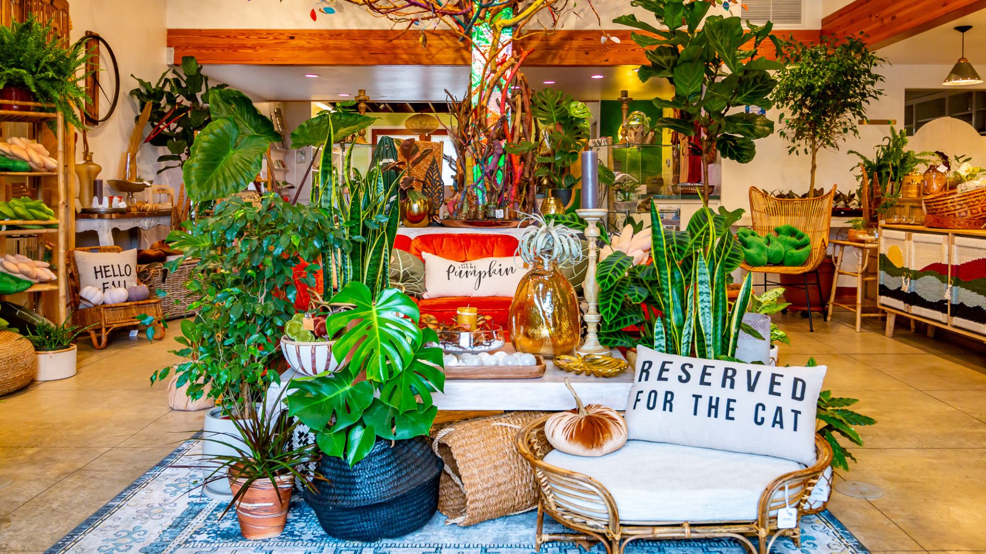 Cambria Nursery Downtown Store Gift Shop store display with indoor plants furniture and a garden themed pillow