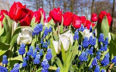 Discover Unbeatable Savings at Cambria Nursery’s Memorial Day Weekend Sale!