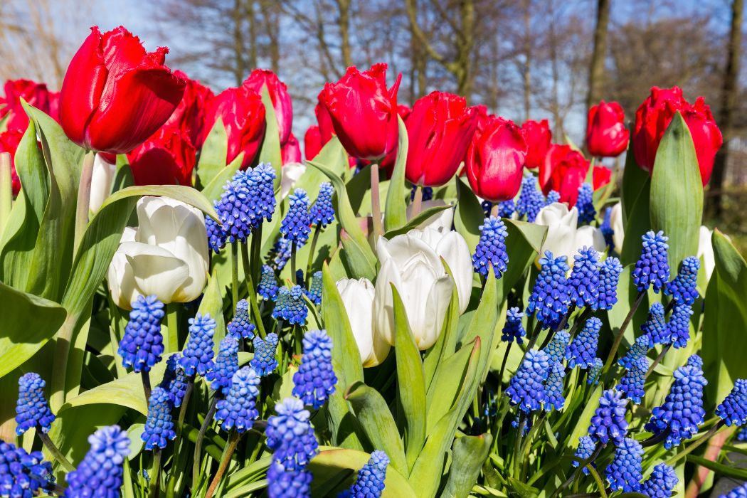 rows of red and white tulips with blue hyacinth