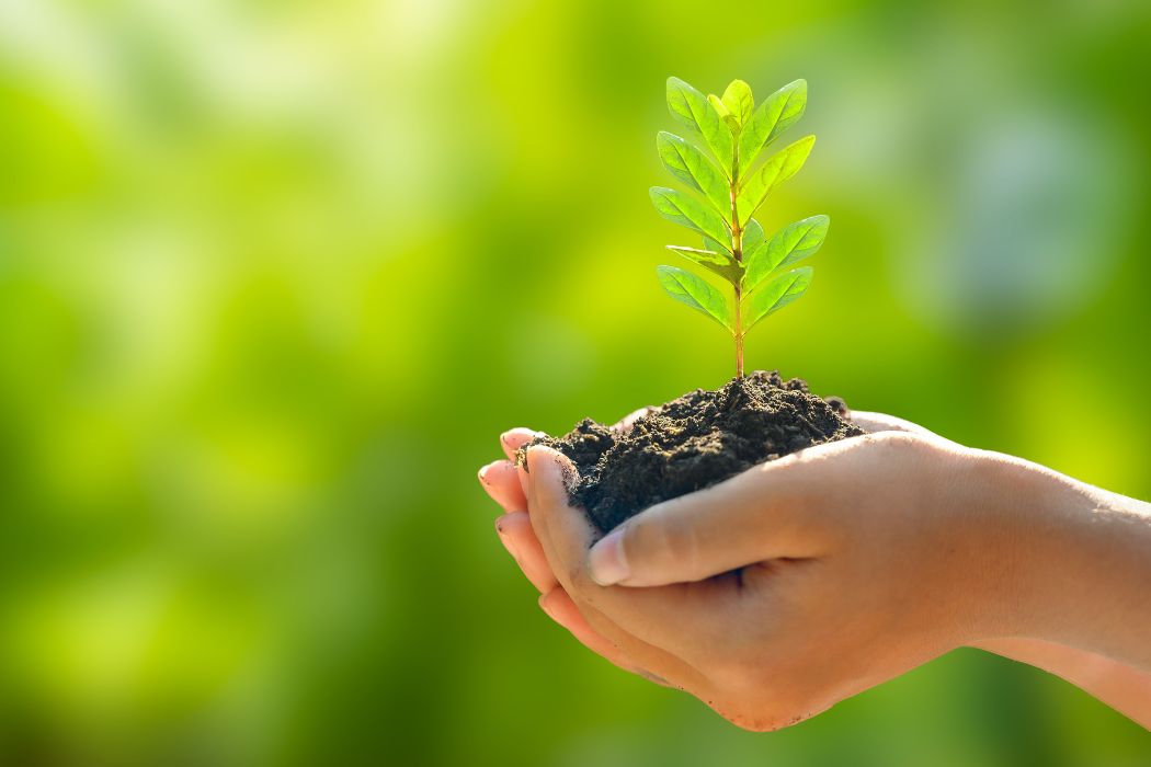 cupped hands holding small seedling in pile of dirt