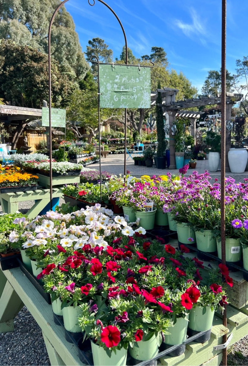Home - Cambria Nursery and Florist