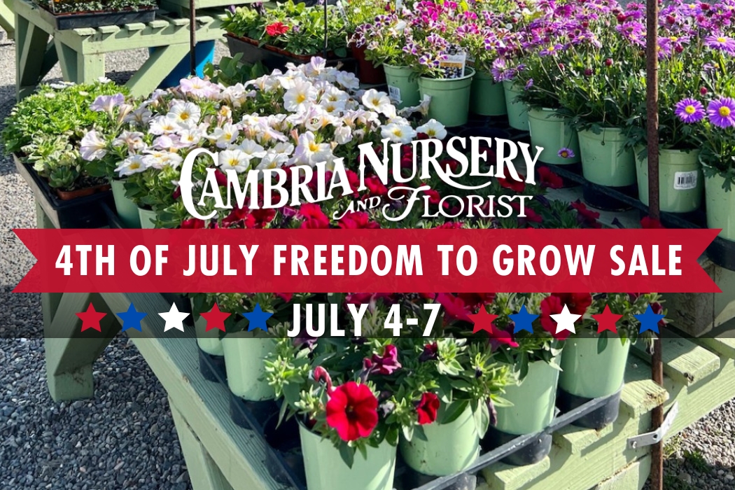 4th of july freedom to grow cover photo with patriotic decor and annual plants in the background