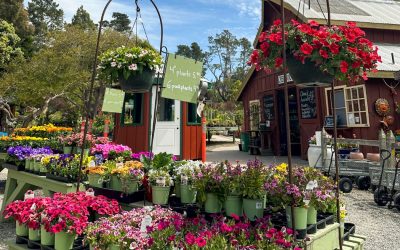 Celebrate Creativity and Savings with Cambria Nursery’s Upcoming Events