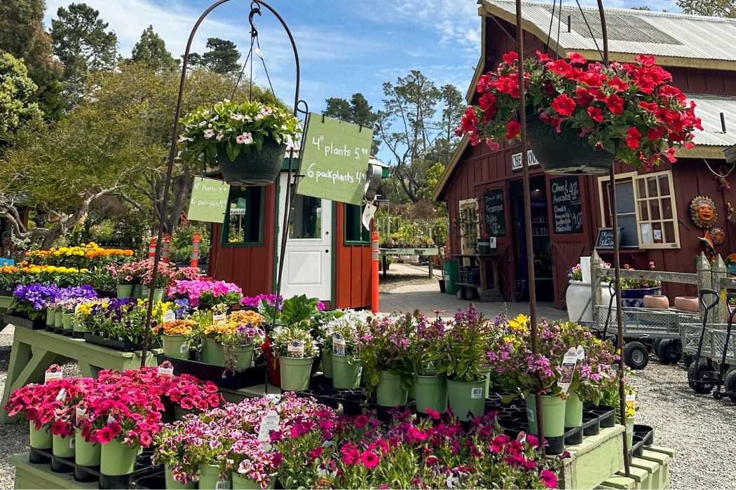 overview of cambria nursery