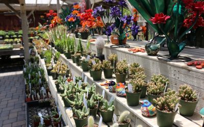 Plant Lovers Paradise: What You’ll Find at Cambria Nursery 