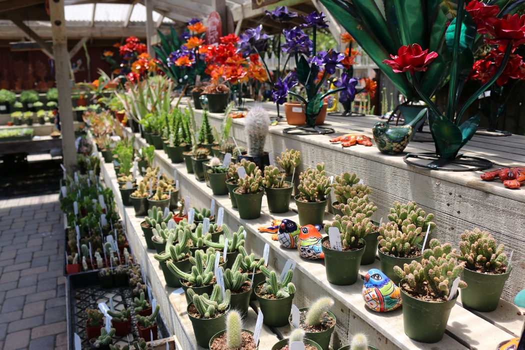 Photo of a row of different succulent plants