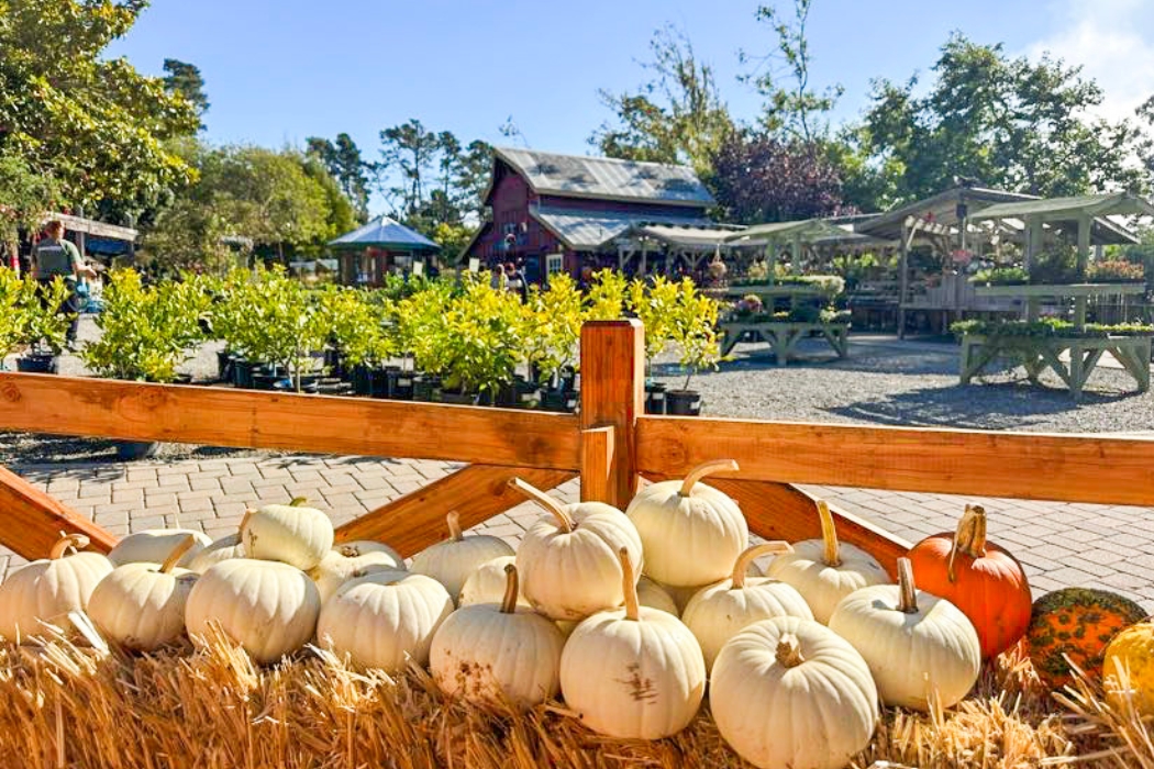 Cambria Nursery with orange pumpkins in the foreground