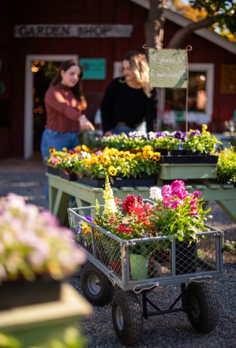 Home - Cambria Nursery and Florist