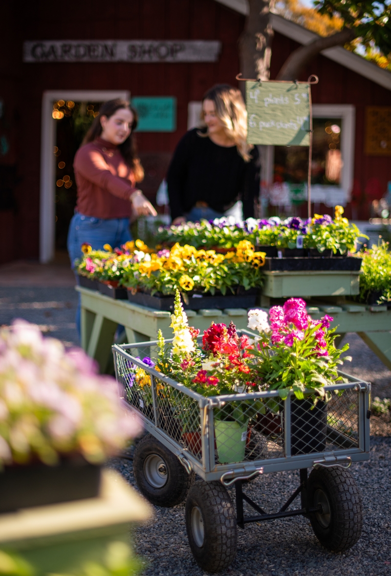 table of vibrant purple, pink and yellow annual plants