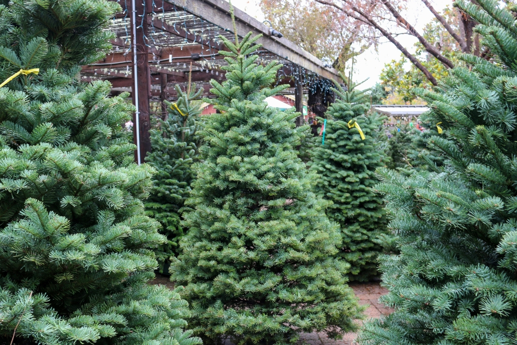 array of fresh cut christmas trees on display