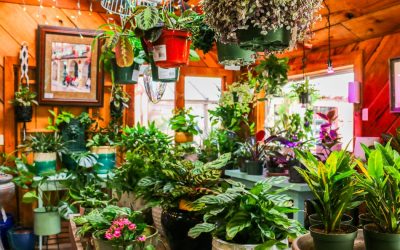 Bring the Outdoors In: Celebrate National Houseplant Appreciation Day at Cambria Nursery