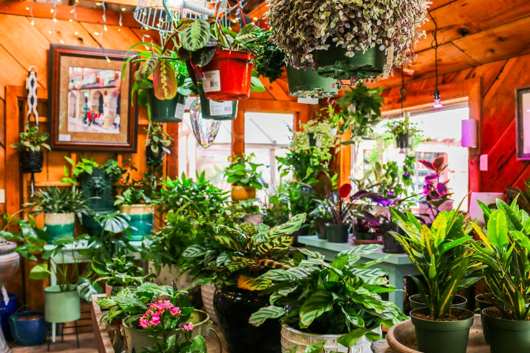 Image of a large collection on indoor plants.