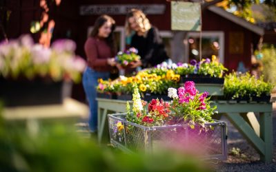Spring Bloom Weekend & Gardening Tips: Get Ready for the Season!