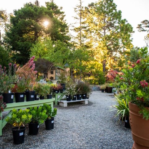 Nursery - Cambria Nursery