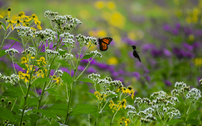 How to Create a Bee, Butterfly, and Pollinator-Friendly Garden This Spring