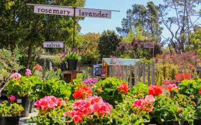 Discover the Beauty of California Native Plants at Cambria Nursery
