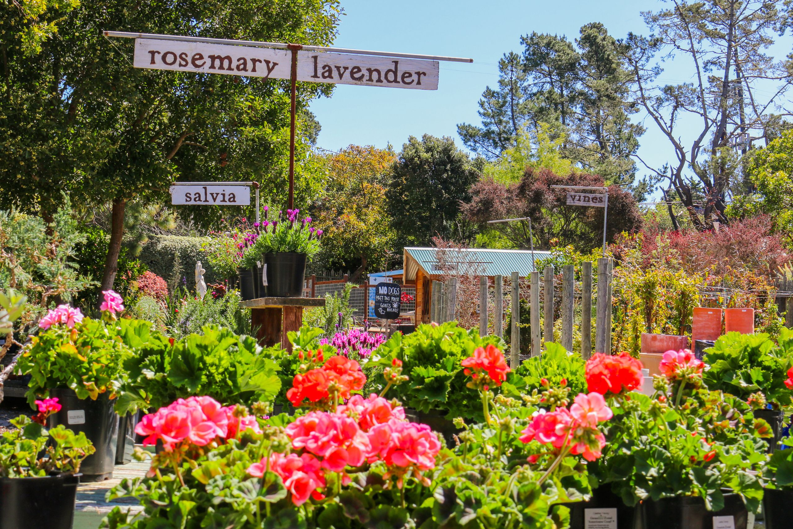 CNF Website Header (1) Sunny plant nursery with pink florals in the foreground.
