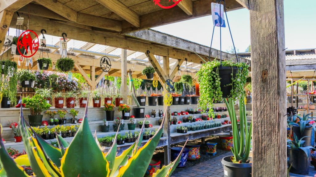 Plant nursery with rows of succulent plants.