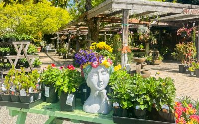 Huge Memorial Day Weekend Saleat Cambria Nursery – Enjoy Up to 25% Off!