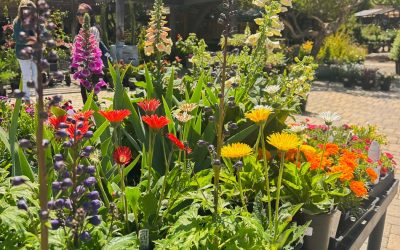 Tips for Creating a Low-Maintenance Landscape Design on the Central Coast