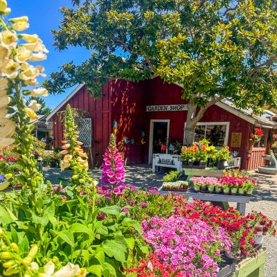 CNF Website Images_400x400 (7) Red barn "Garden Shop" in background with pink florals in foreground.