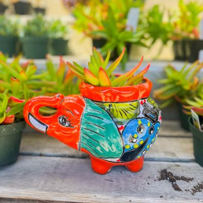 CNF Website Images_400x400 (8) Colorful elephant-shaped pot with succulent inside.