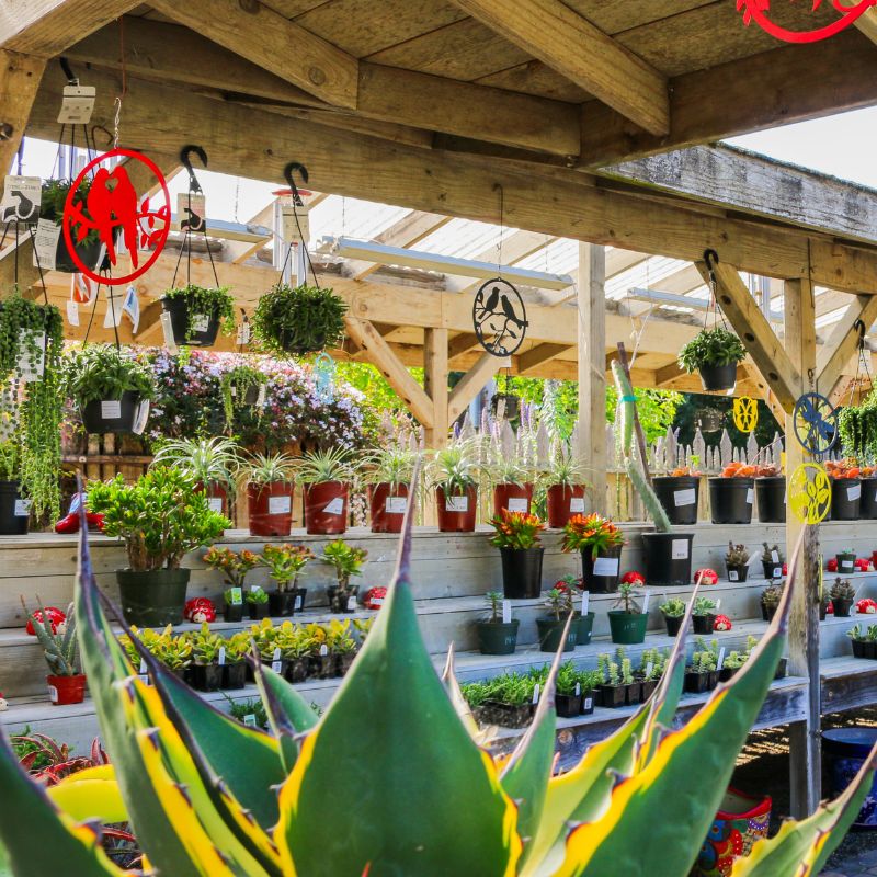 Summer at Cambria Nursery: Events, Sales & Gardening Tips