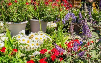How to Keep Your Garden Thriving During the Summer Heat