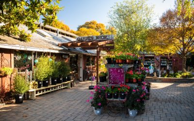 What to Plant on the Central Coast Right Now (And Why It Thrives Here)