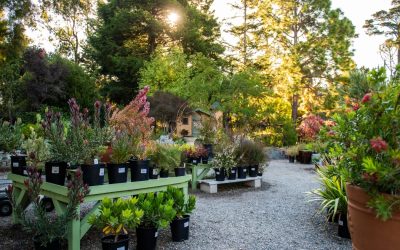 Fall Planting Guide: What to Grow Now for a Thriving Autumn Garden