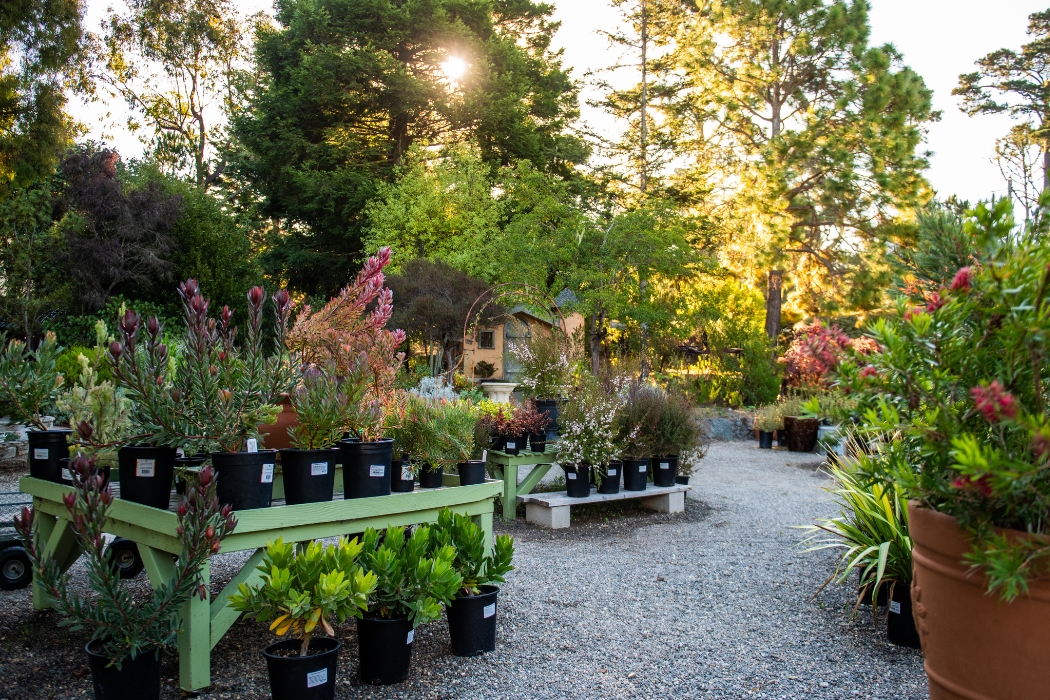 Fall Planting Guide: What to Grow Now for a Thriving Autumn Garden -  Cambria Nursery and Florist Fall Planting Guide | Vegetables and Flowers to  Grow Now
