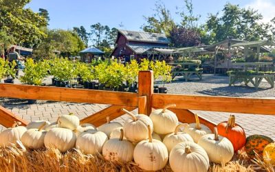 Fall Festivities at Cambria Nursery: Pumpkin Patches, Scarecrows & Family Fun